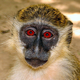 Image for article titled Monkeys Remember "Words" Used by Their Ancestors Centuries Ago
